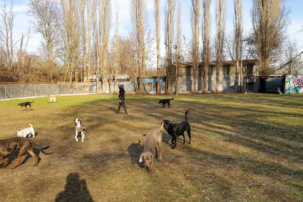 Hundetagesstätte Stadtfelle - Cologne pet otel