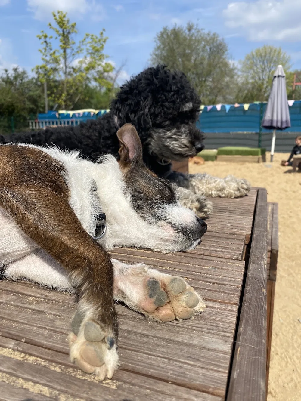 Hundetagesstätte Unitas - Cologne pet otel