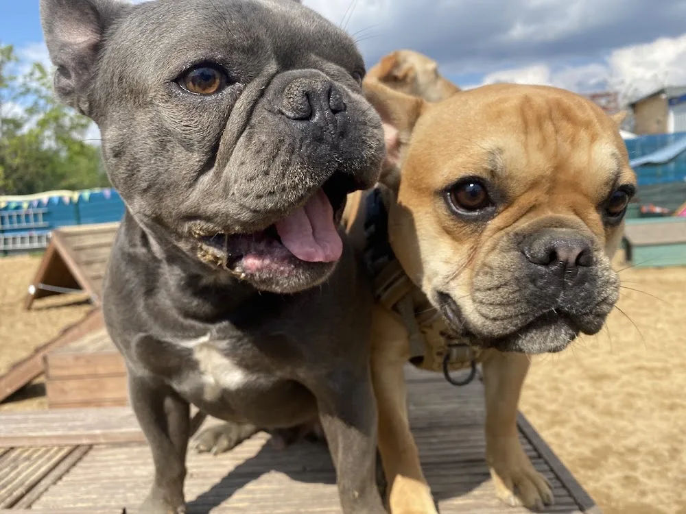Hundetagesstätte Unitas - Cologne pet otel görseli 3