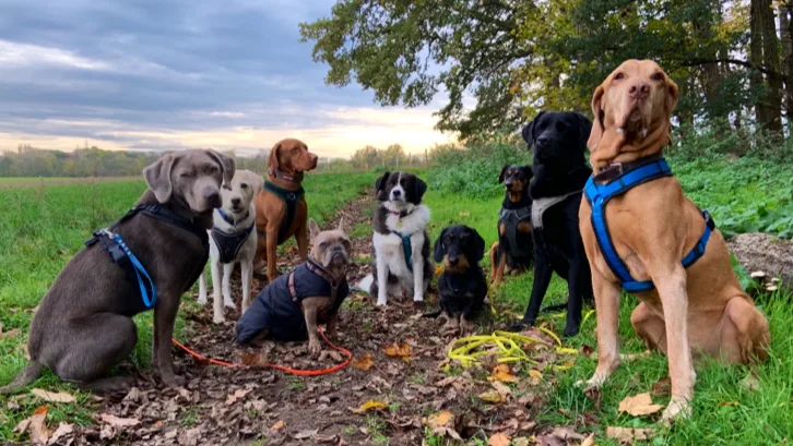 hundewegs - Dogwalker/Gassiservice, Hundebetreuung - Cologne pet otel görseli 2