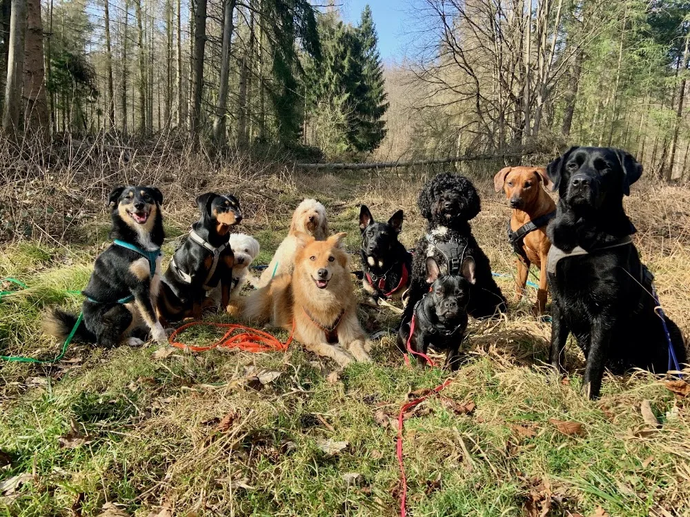 hundewegs - Dogwalker/Gassiservice, Hundebetreuung - Cologne pet otel görseli 3