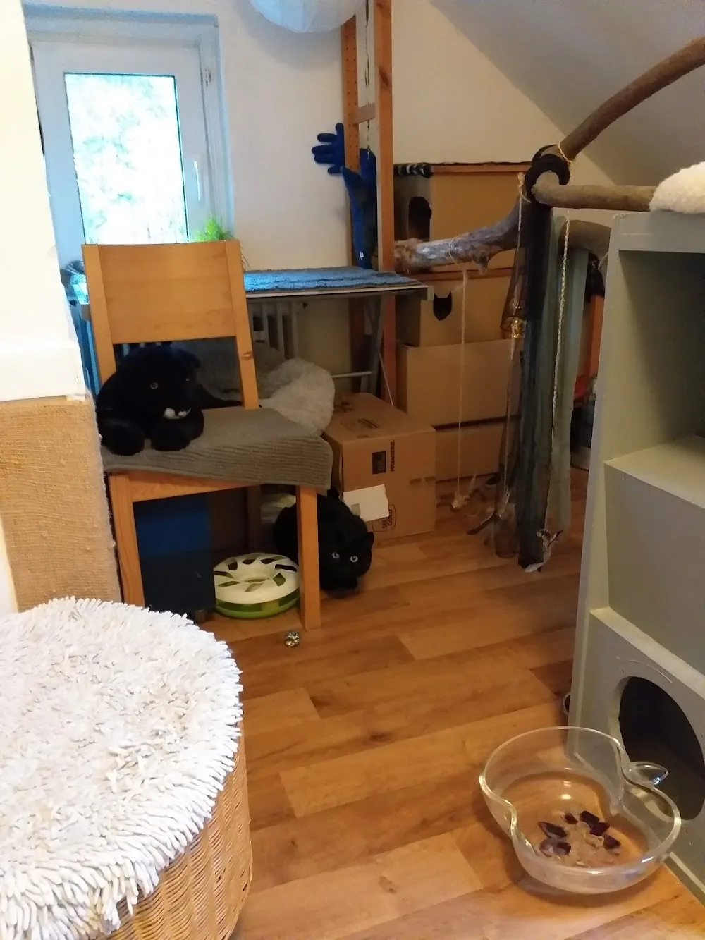 Katz & Co. - Cologne pet otel görseli 3