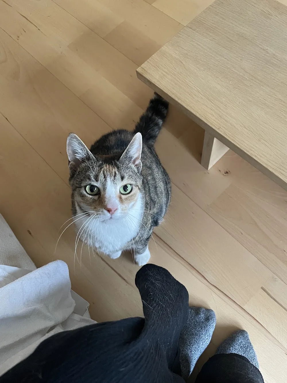 Katzenbetreuung „Urban Cat Sitting“ - Cologne pet otel