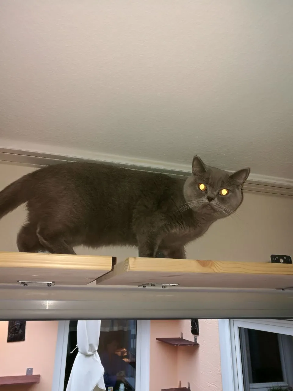 Katzenhotel im Westen - Cologne pet otel görseli 9
