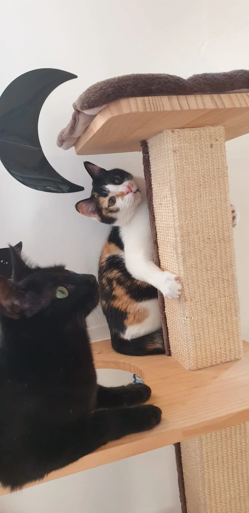 Katzenpension Hoffmann - Cologne pet otel görseli 3