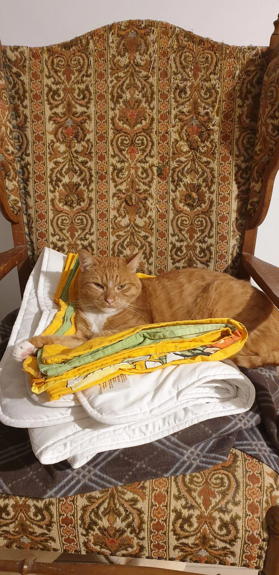 Katzenpension Hoffmann - Cologne pet otel görseli 6