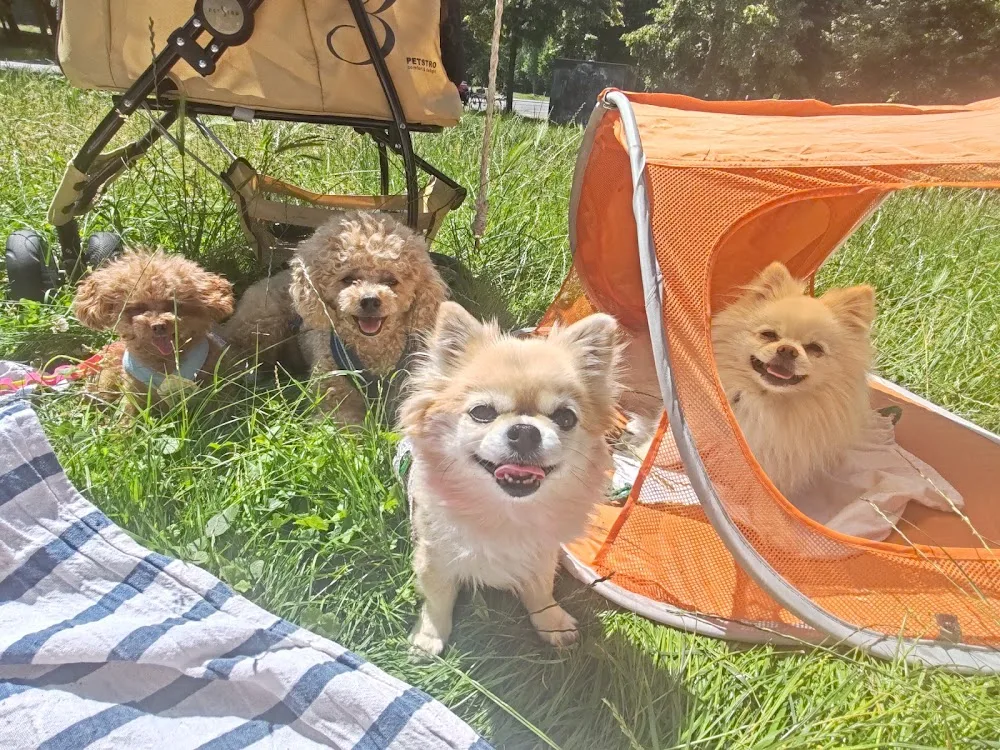 KlaudiasTiersitting & Chihuahua Goldie Huta/Huna/Hundepension für nur 5 Hunde bis 5 kg + Mobil Betreuung für Katzen - Cologne pet otel görseli 3