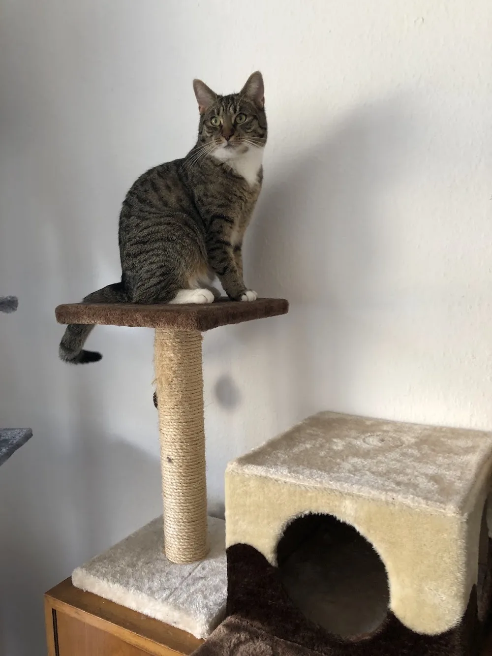 Premium-Katzenpension MIAUritiuswall - Cologne pet otel görseli 2