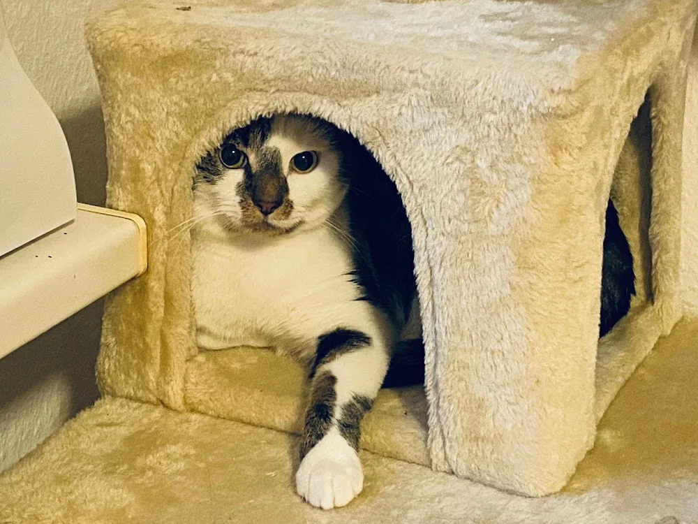 Premium-Katzenpension MIAUritiuswall - Cologne pet otel görseli 3