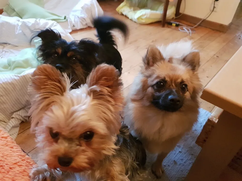 Private Hundepension in Köln und Bergheim - Cologne pet otel