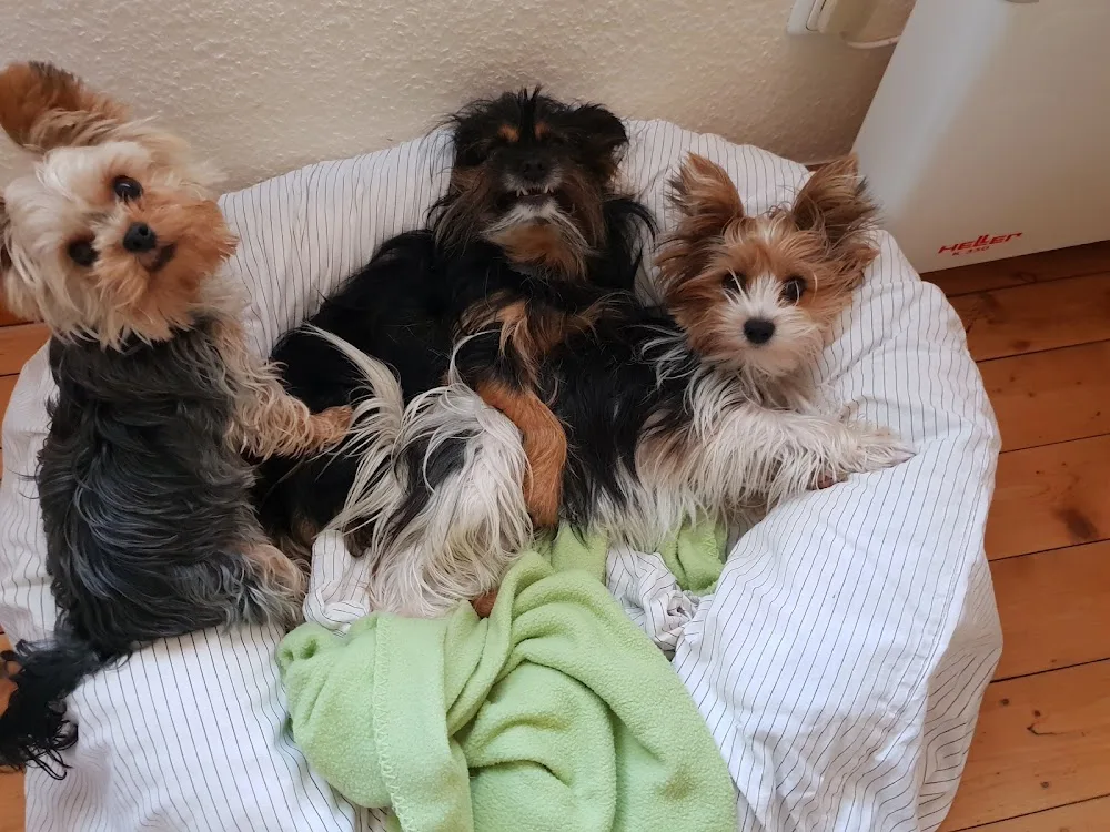 Private Hundepension in Köln und Bergheim - Cologne pet otel görseli 3
