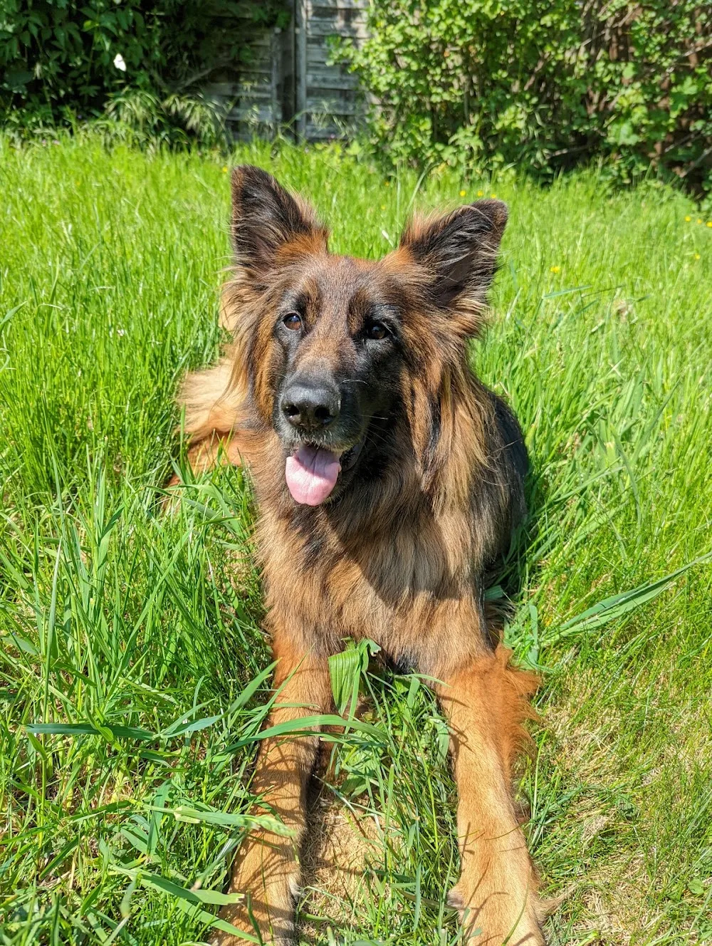 RHEINRUDEL Hundetagesstätte - Cologne pet otel görseli 3