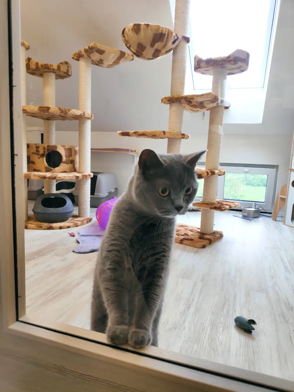 Sabrinas Katzenparadies - Cologne pet otel