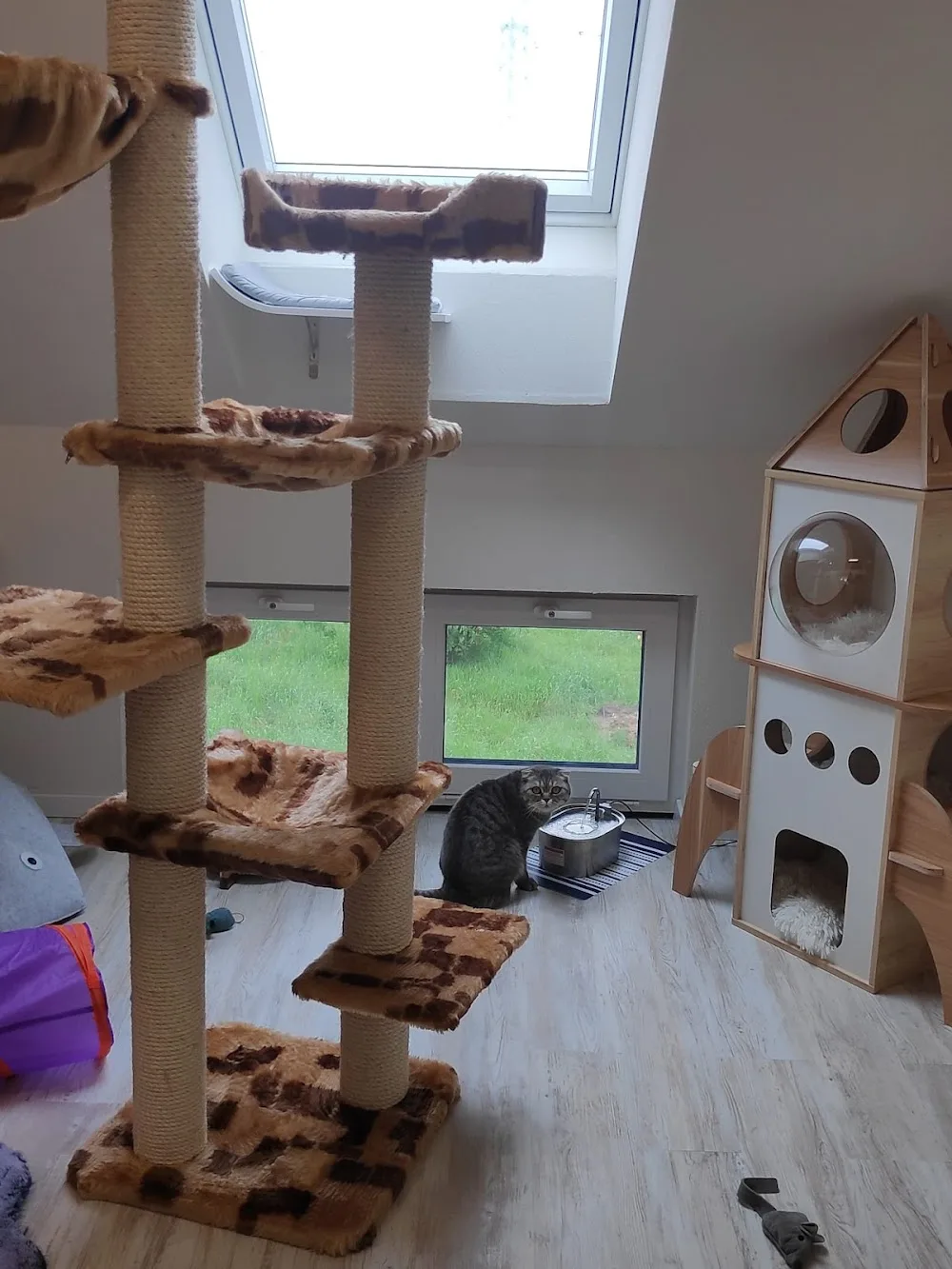 Sabrinas Katzenparadies - Cologne pet otel görseli 3