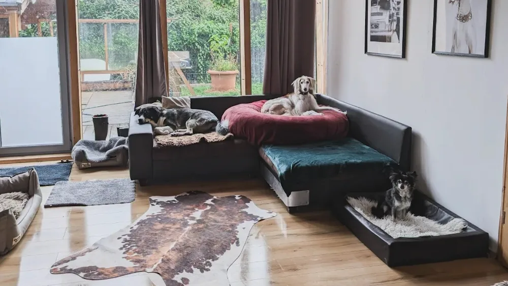 Tippe Tappe Pfötchen Hundetagesstätte Hundehotel Hundephysiotherapie - Cologne pet otel