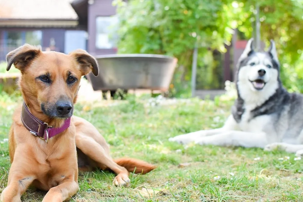 Tippe Tappe Pfötchen Hundetagesstätte Hundehotel Hundephysiotherapie - Cologne pet otel görseli 3