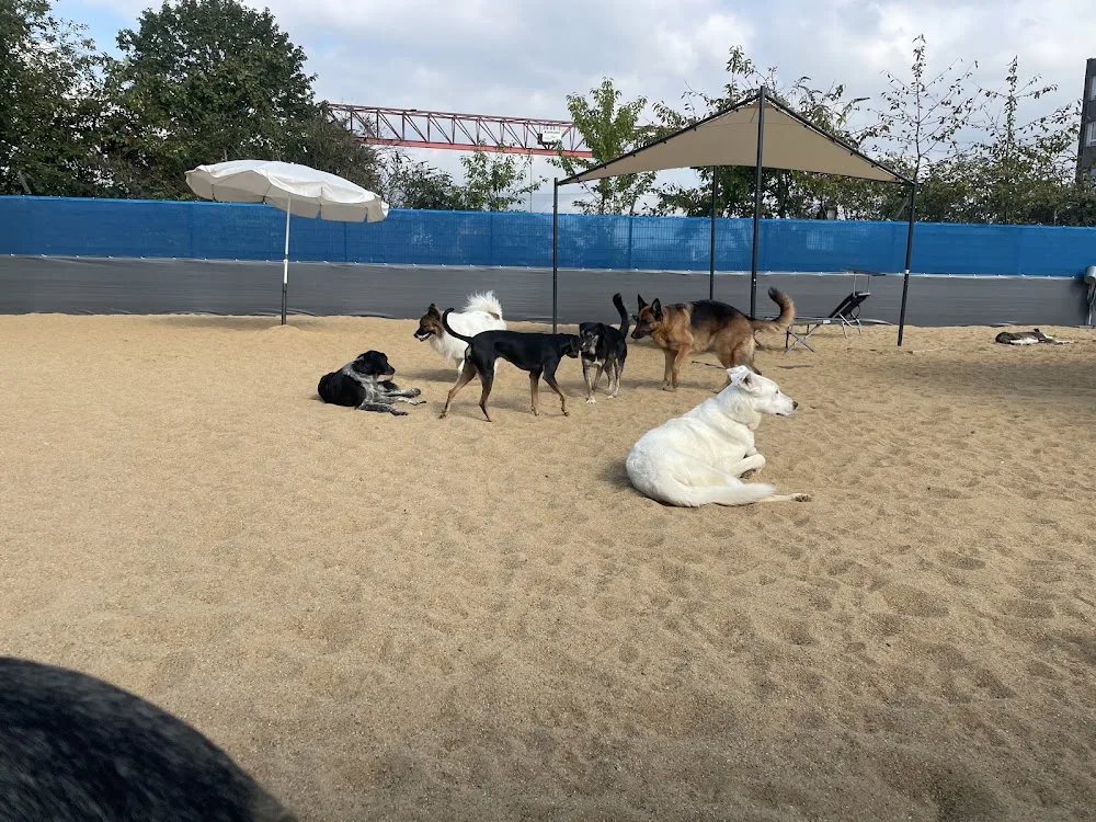 Wooftown Hundetagesstätte Köln - Cologne pet otel görseli 3