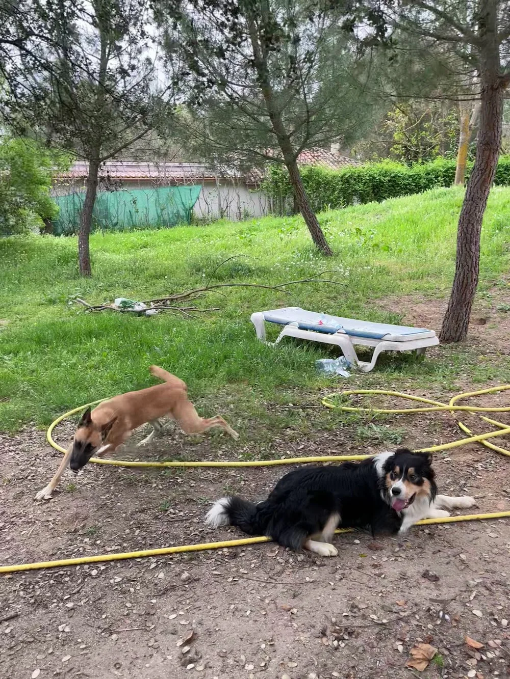 Alojamiento y Guarderia de Perros - Community of Madrid pet otel