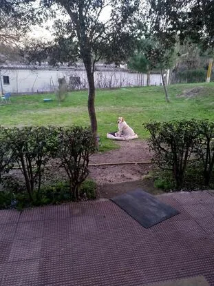 Alojamiento y Guarderia de Perros - Community of Madrid pet otel görseli 3