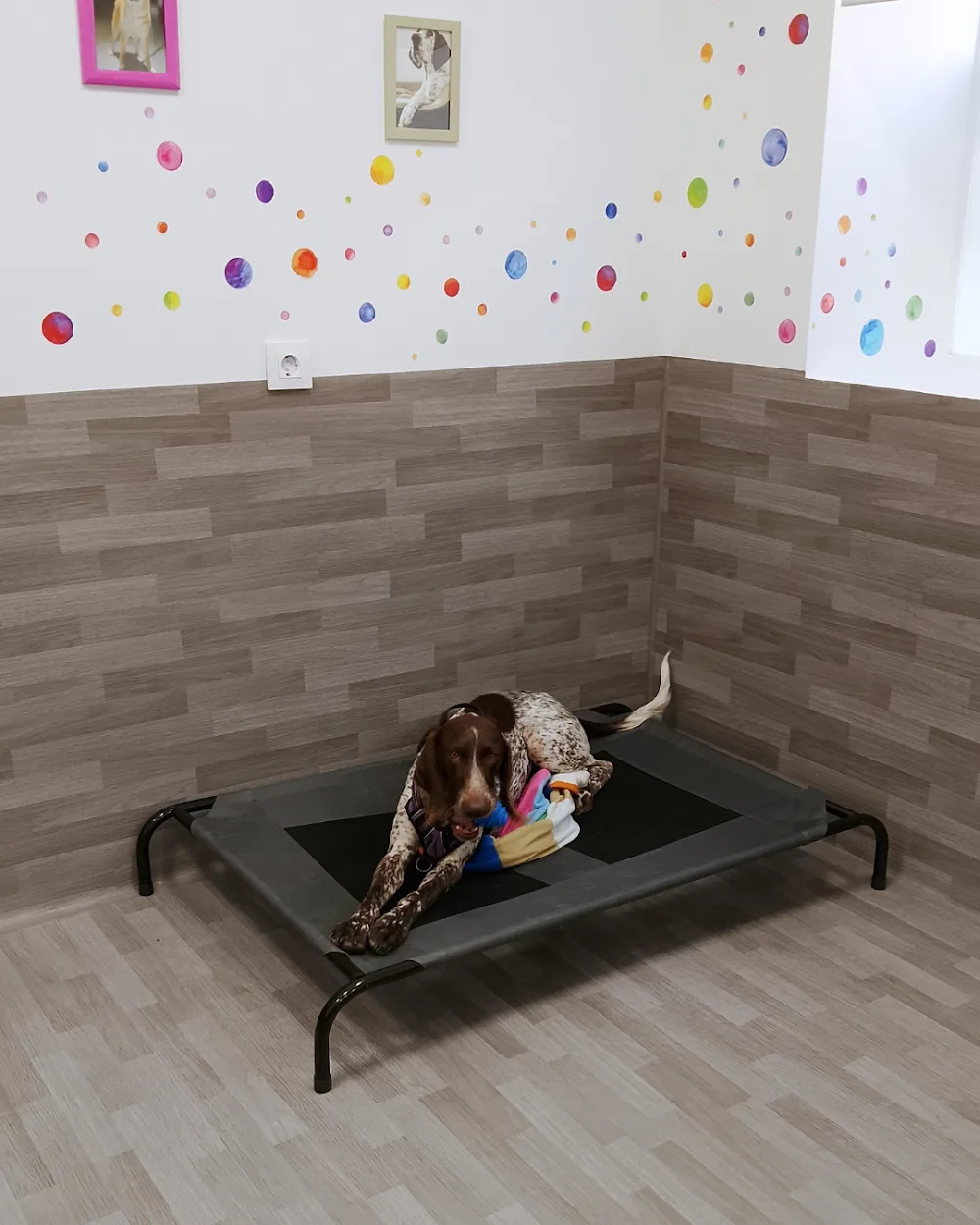 Animel - guardería canina de día - Community of Madrid pet otel görseli 3