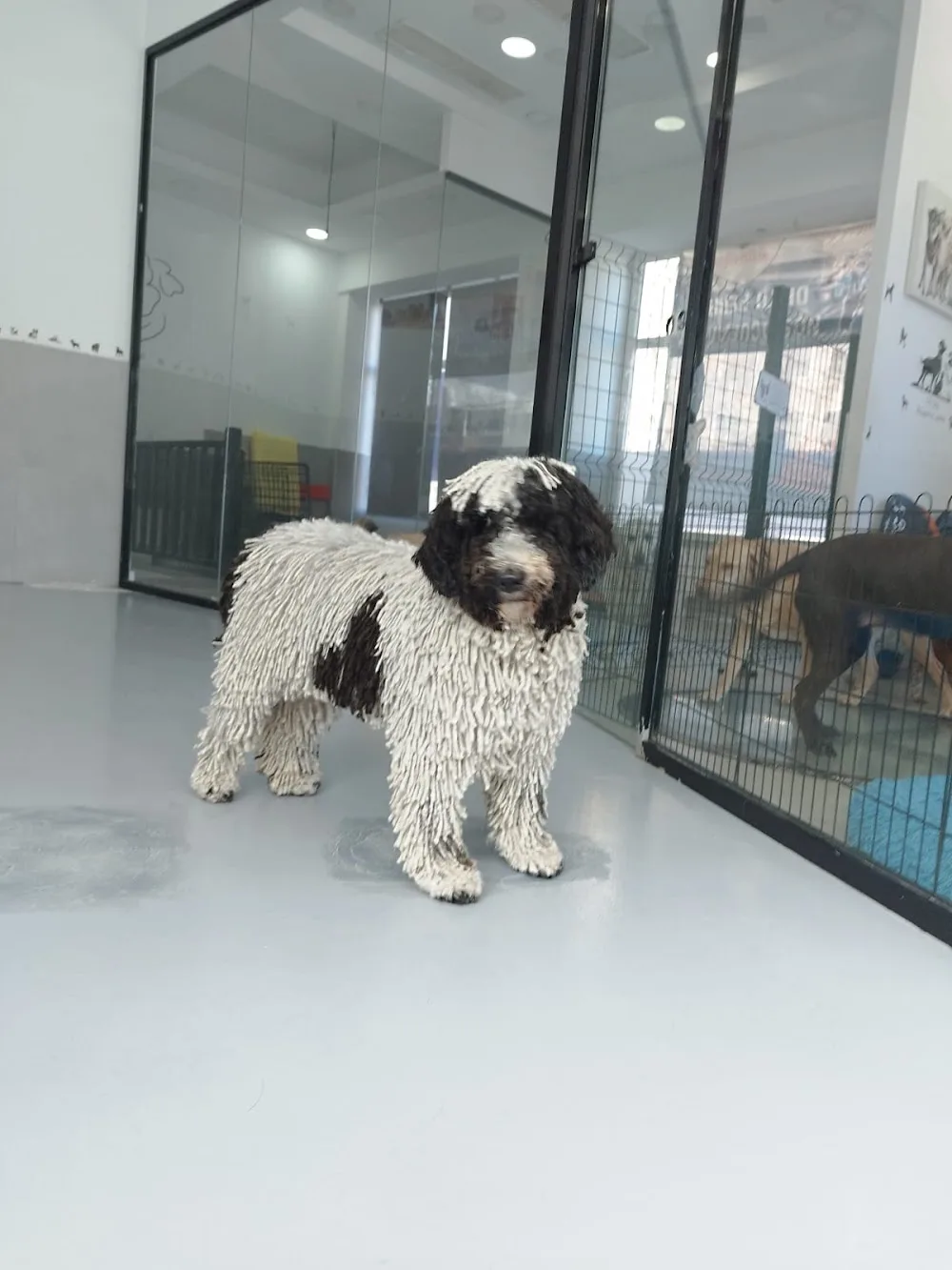 CityDog Chamberi - Community of Madrid pet otel görseli 3