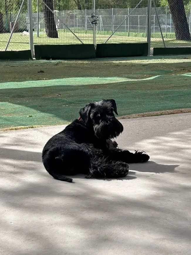 Citydog Somontes - Community of Madrid pet otel görseli 3