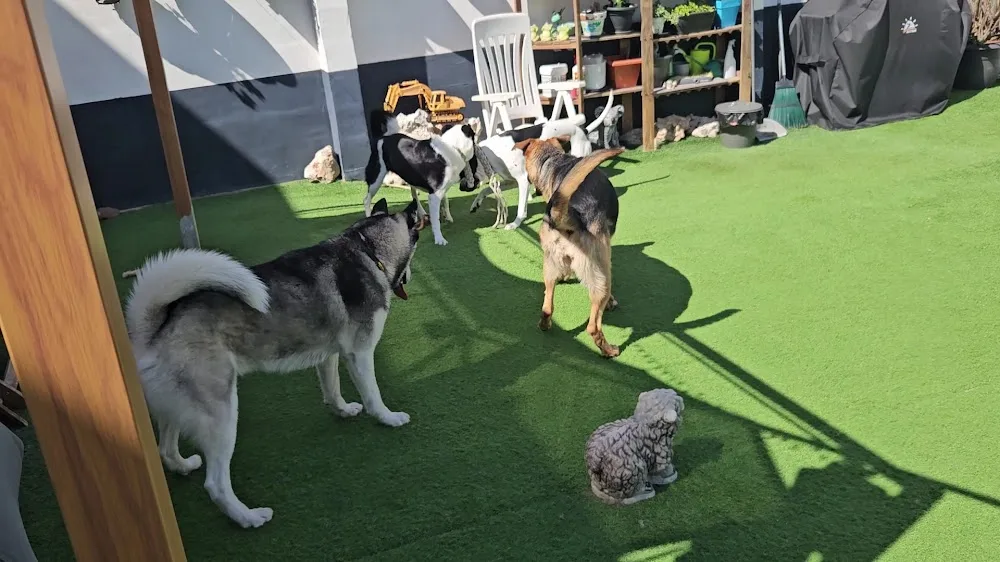 CUIDO TU MASCOTA - Community of Madrid pet otel