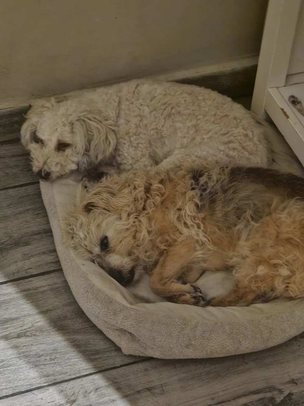 CUIDO TU MASCOTA - Community of Madrid pet otel görseli 3