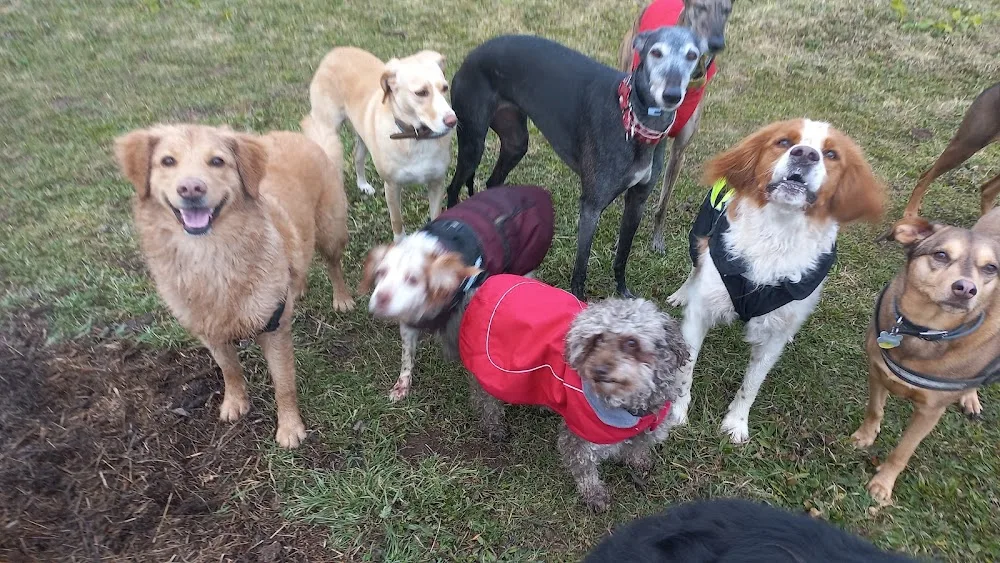 Game for Dogs - Community of Madrid pet otel görseli 2