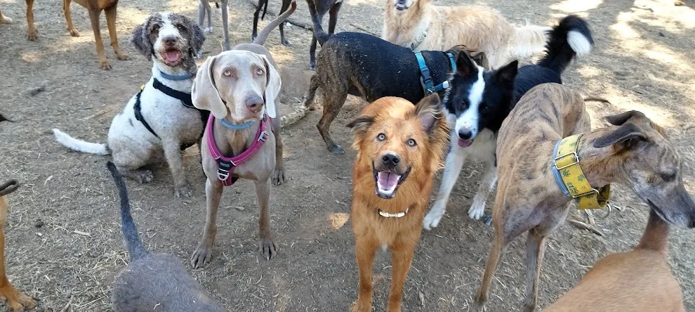 Game for Dogs - Community of Madrid pet otel görseli 3