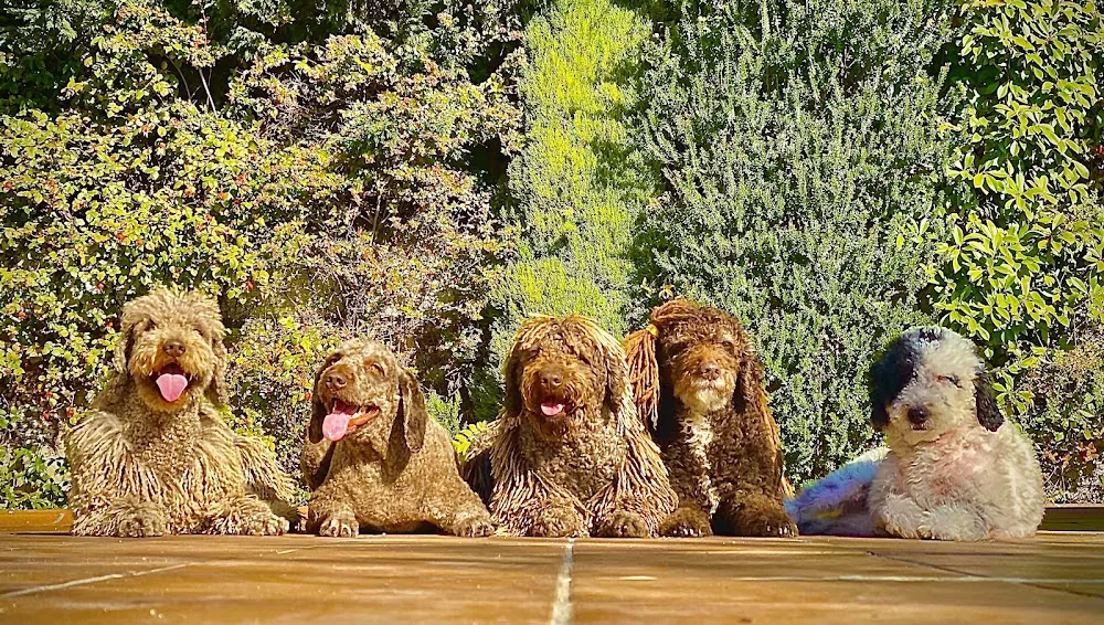 Guardería - Residencia Canina Madrid RASTAdog Barajas de Bienestar Animal - Hotel Boutique Canino - Community of Madrid pet otel görseli 3