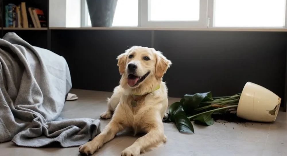 Hotel canino Nanos - Community of Madrid pet otel görseli 2