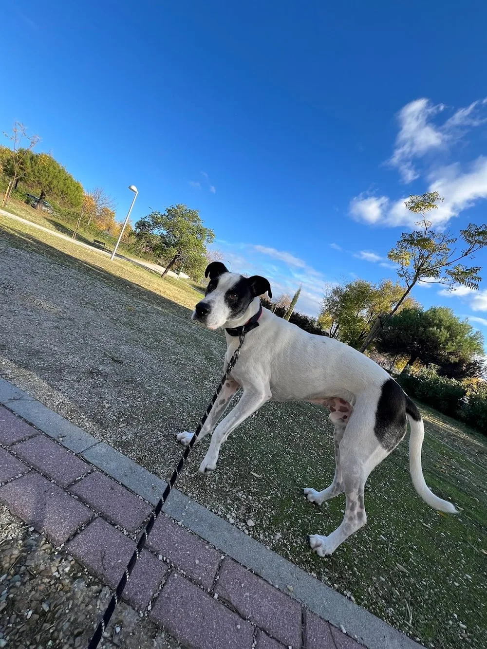 Hotel-Guardería Canina Ladridos de Lujo - Community of Madrid pet otel görseli 3