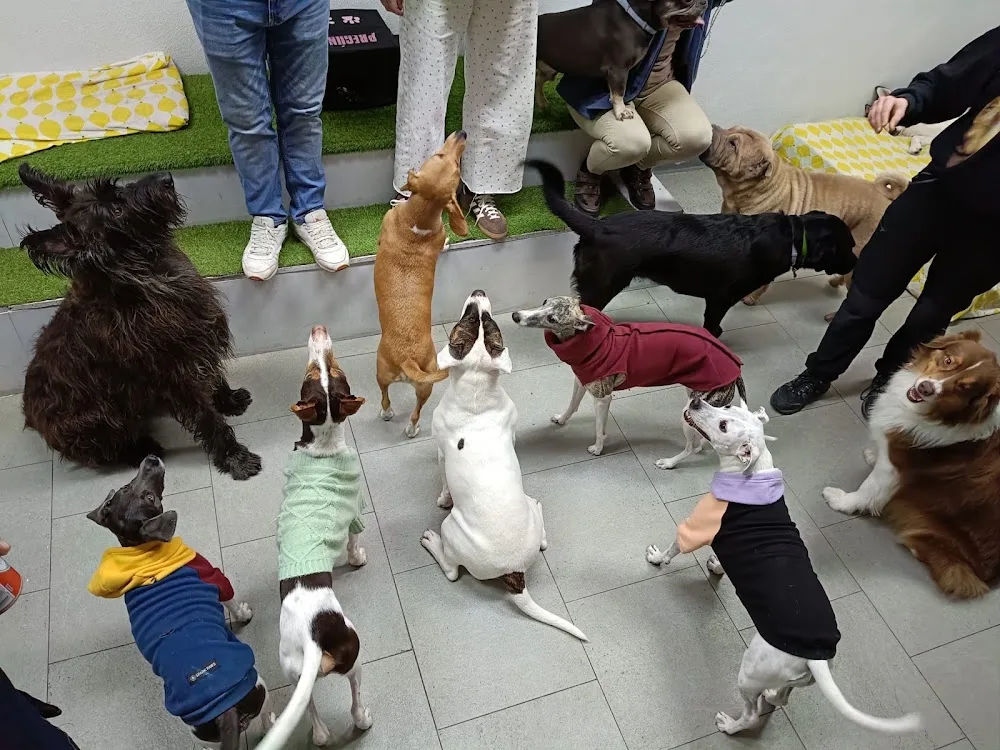 Huellas Amigas - Community of Madrid pet otel görseli 3