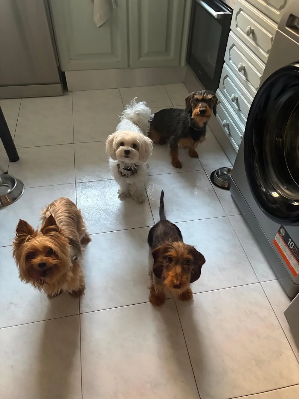 Ikican: guardería canina en Madrid (Las Rosas) - Community of Madrid pet otel görseli 3