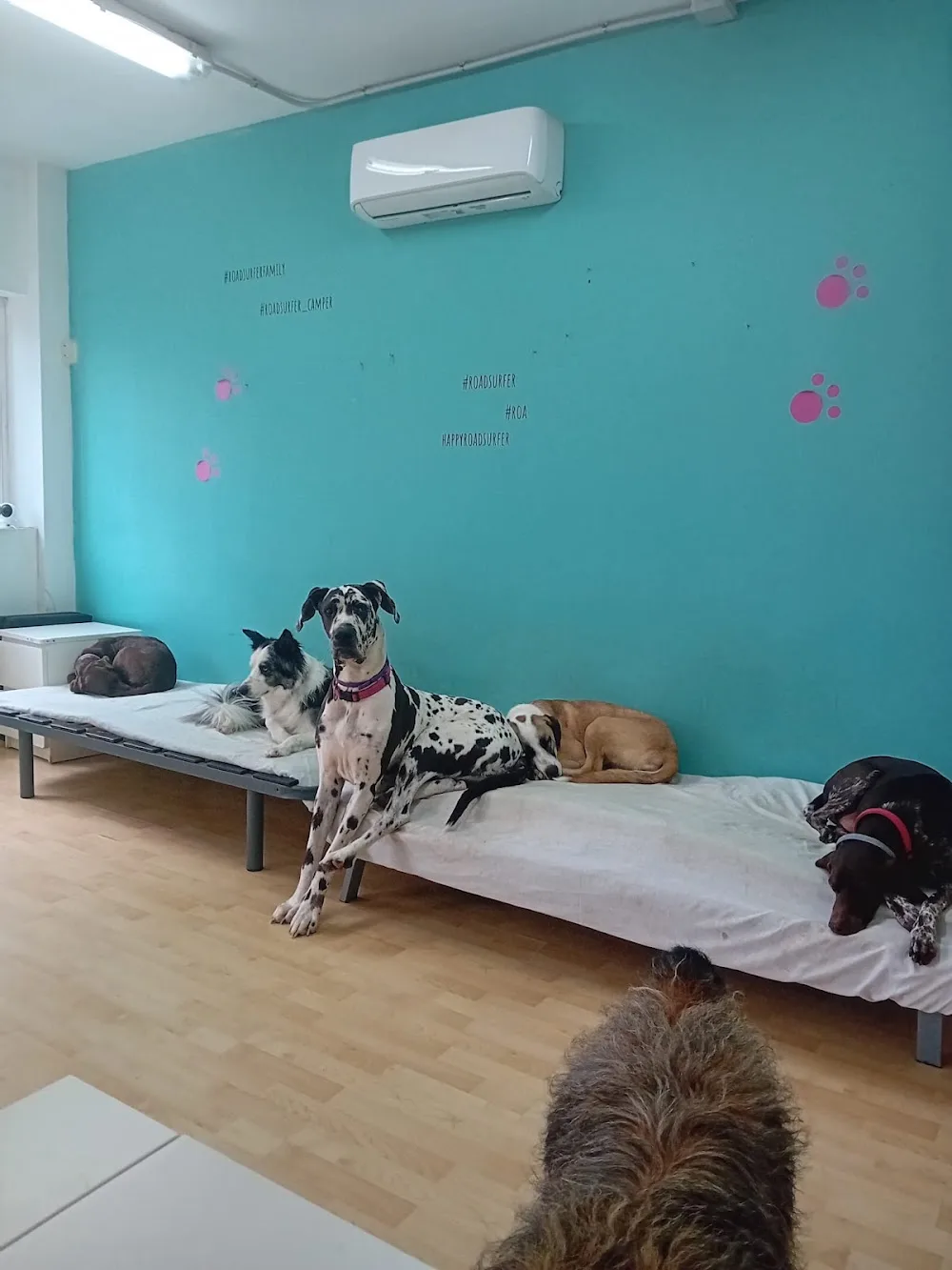 La Petucasa Guardería Canina - Community of Madrid pet otel görseli 2