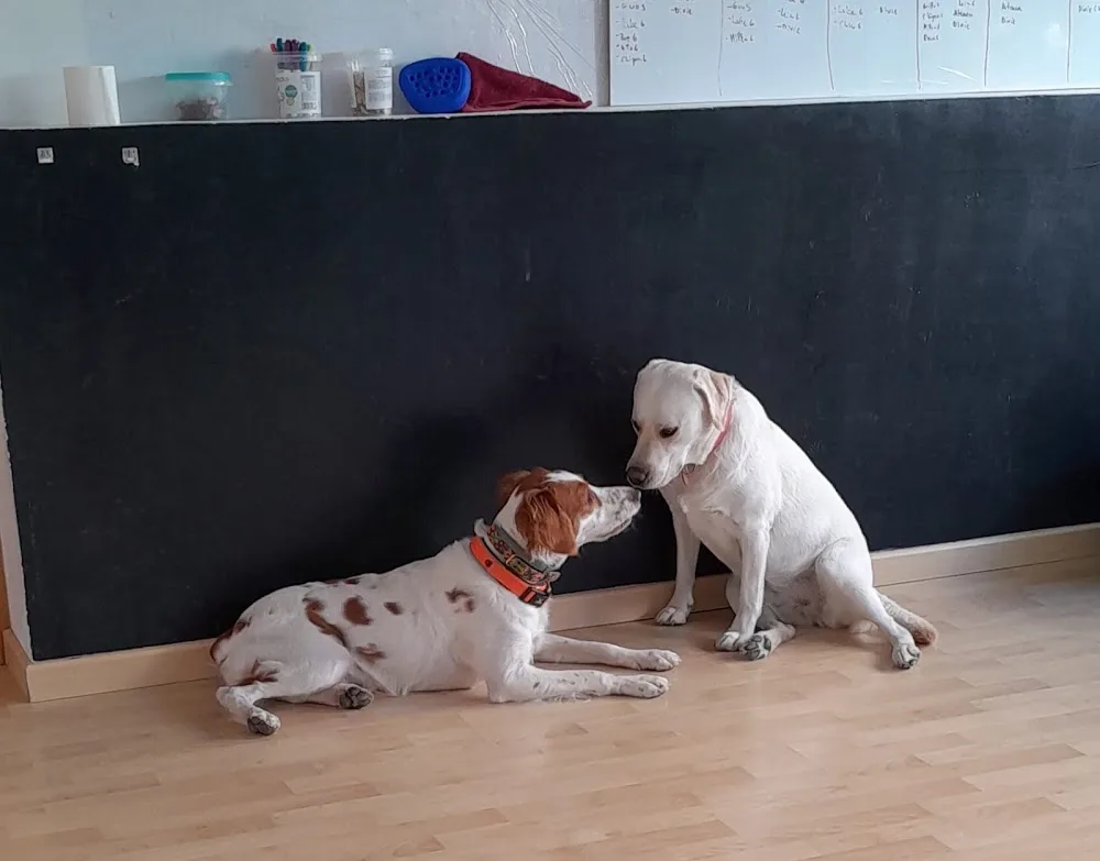 La Petucasa Guardería Canina - Community of Madrid pet otel görseli 3