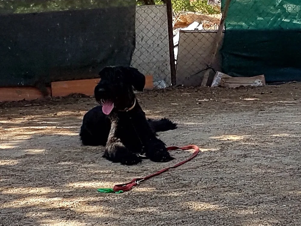 Mundocan Residencia Canina - Community of Madrid pet otel