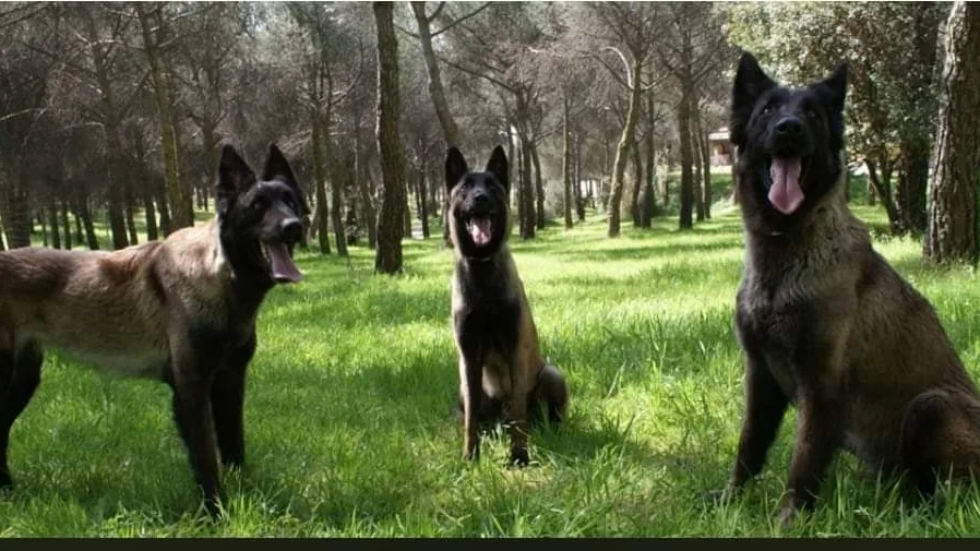 Residencia Canina Malilupus - Community of Madrid pet otel görseli 2