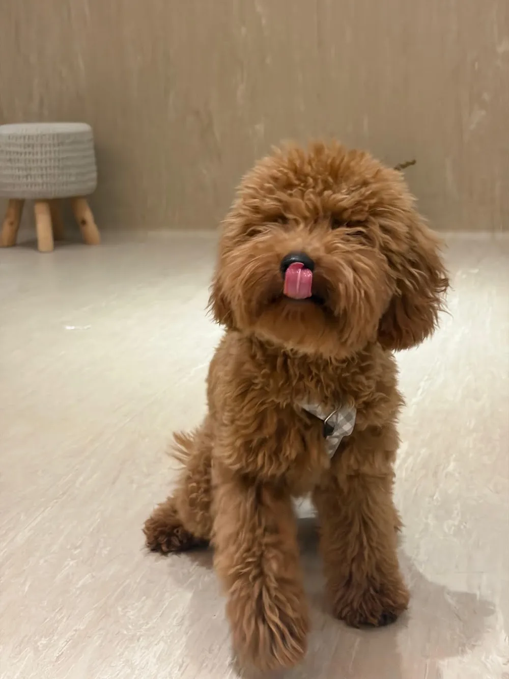 TRUFA & CO - Luxury Dog Resort & Spa - HOTEL 24hrs, GUARDERÍA, PELUQUERÍA CANINA - Community of Madrid pet otel görseli 2