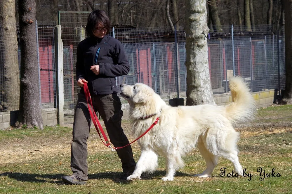 Addestramento Pensione cani Rena Nera - Como pet otel