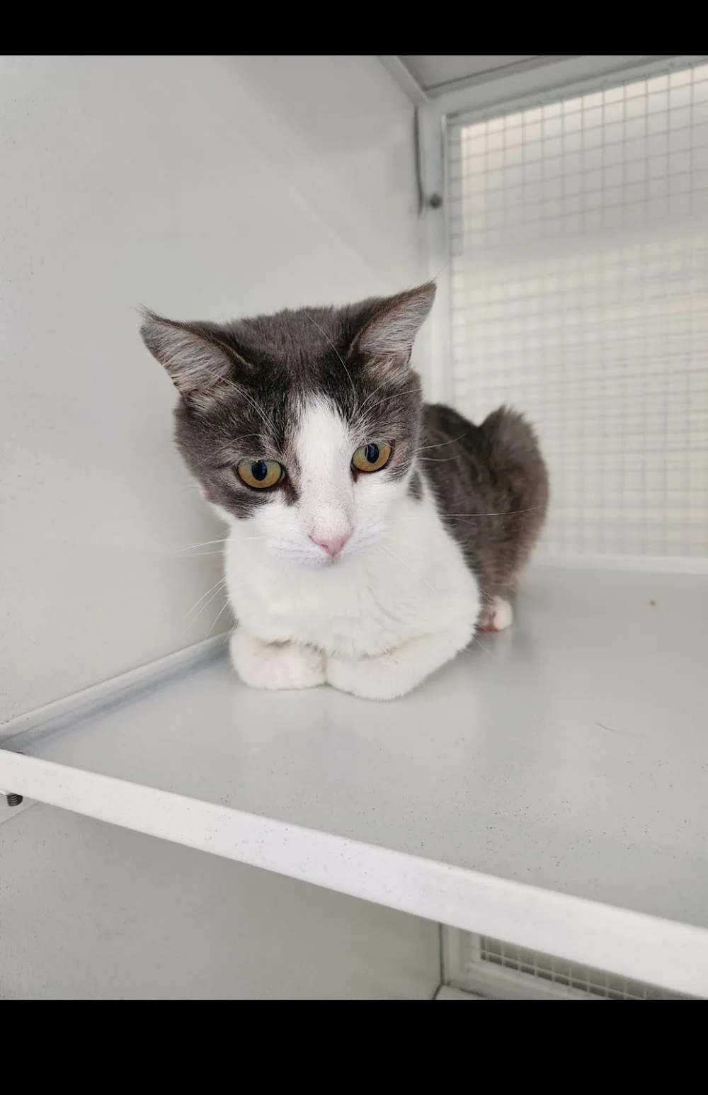 Al Gatto Blu Pensione Gatti - Como pet otel