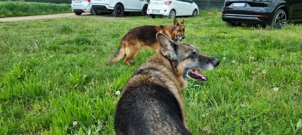 Allevamento del Pastore Tedesco Casa Tazzi - Pensione per Cani - Como pet otel