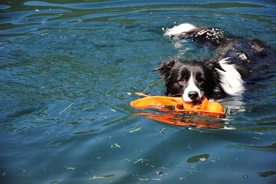 Dog Sitter e Pensione casalinga a Nesso - Como pet otel