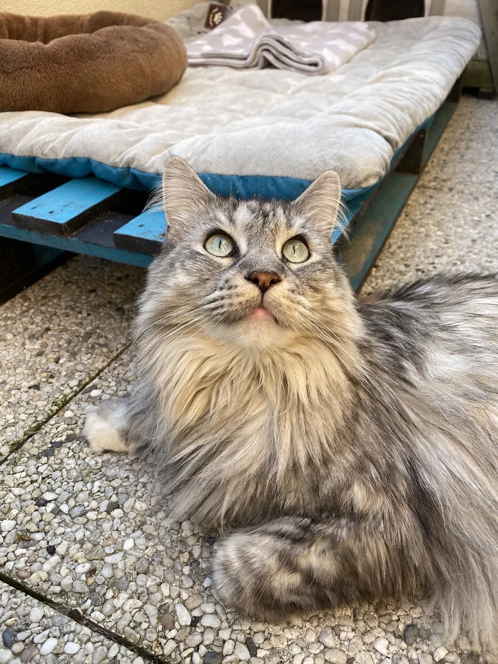 ALLOPET (Dog-sitter, Cat-sitter, Pension pour chats uniquement) - Conflans-Sainte-Honorine pet otel