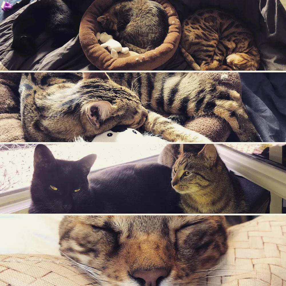 ALLOPET (Dog-sitter, Cat-sitter, Pension pour chats uniquement) - Conflans-Sainte-Honorine pet otel görseli 3