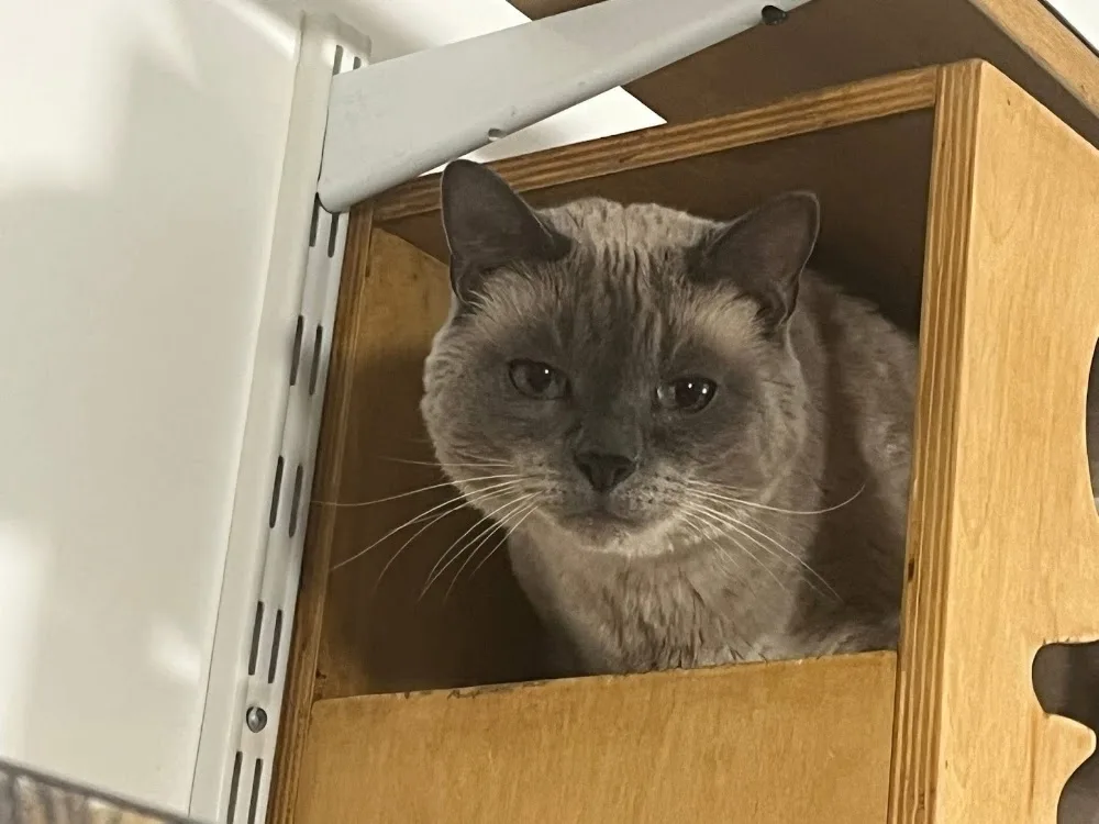 Chat Ou Pension - Conflans-Sainte-Honorine pet otel