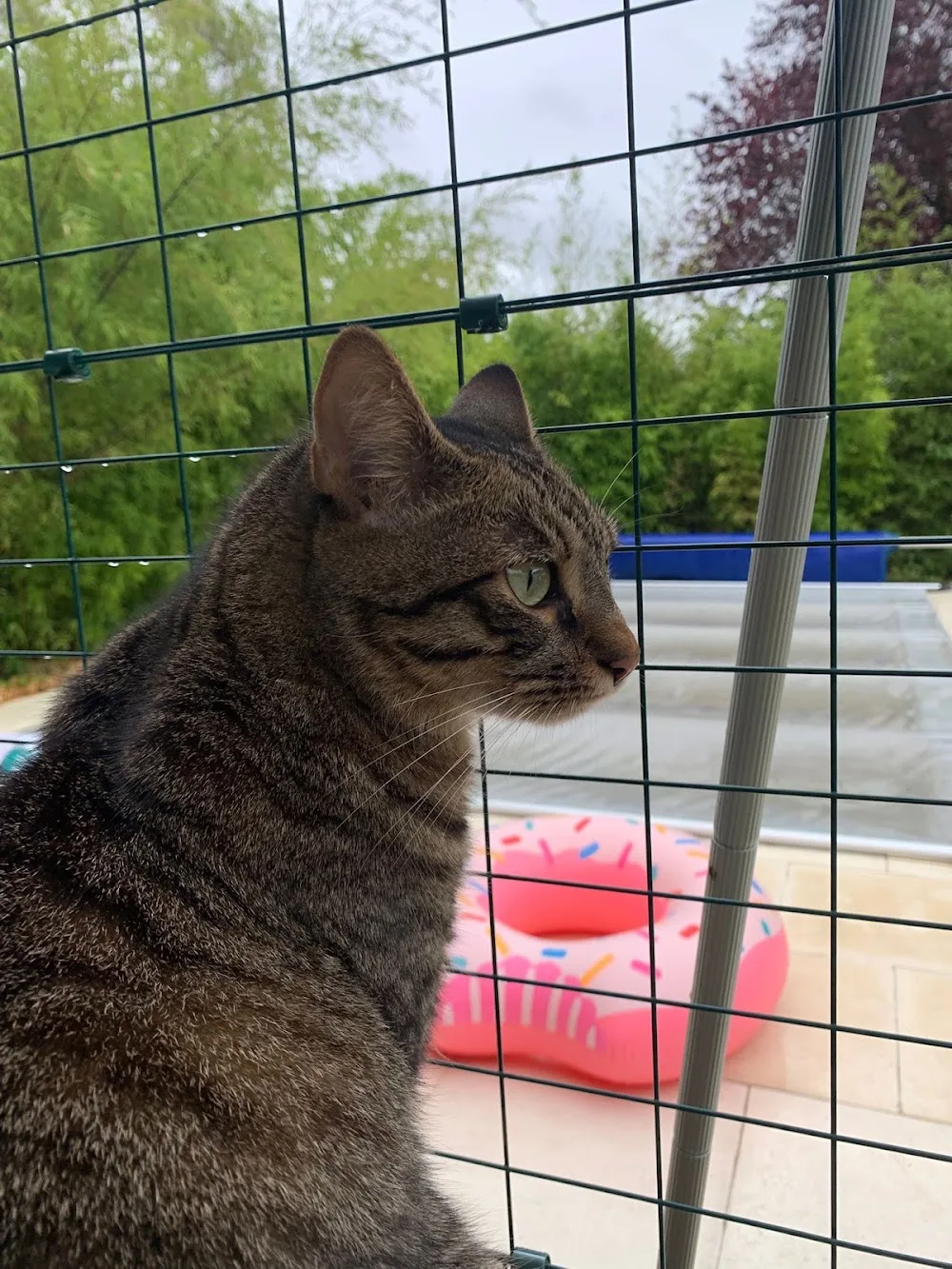 Chez Dog&Kat - Conflans-Sainte-Honorine pet otel