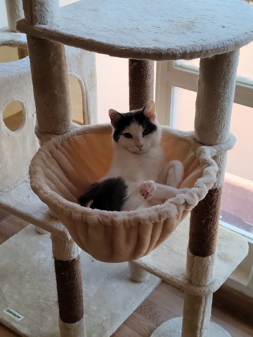 Félins Sereins - Hôtel pour chats - Conflans-Sainte-Honorine pet otel