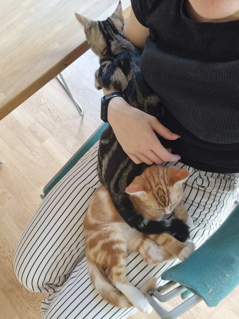 Félins Sereins - Hôtel pour chats - Conflans-Sainte-Honorine pet otel görseli 3